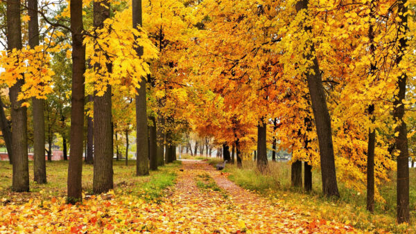 Wallpaper Grass, Trees, Garden, During, Yellow, Autumn, Field, Leaves, Daytime