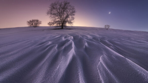 Wallpaper Sky, Trees, Half, Blue, Under, Nature, Snow, Moon, Field, Green