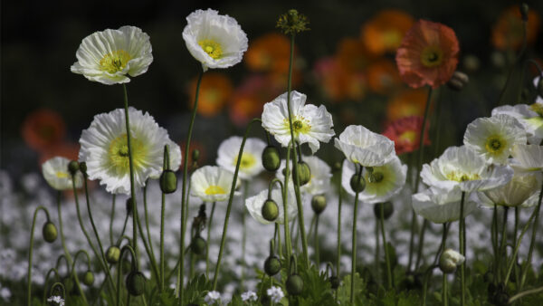 Wallpaper Blur, White, Background, Flowers, Plants, Field