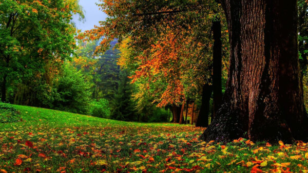 Wallpaper Wood, Landscape, Forest, View, Trees, Nature, Fall, Leaves, Field, Grass, Branch