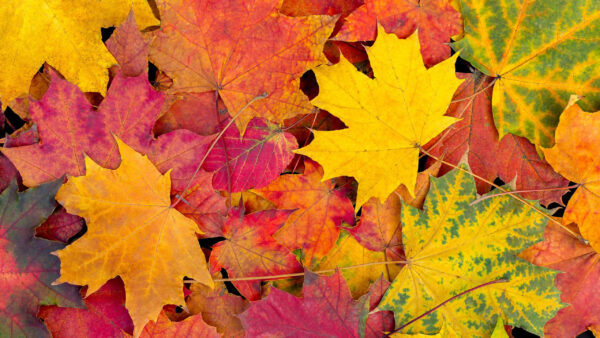 Wallpaper Green, Yellow, Red, Autumn, Leaves, Orange
