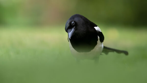 Wallpaper Birds, Green, Blur, Bird, White, Magpie, Standing, Black, Background