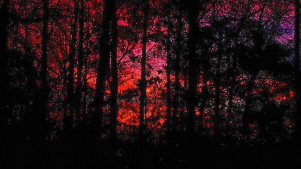 Wallpaper Trees, Green, Background, Pink, Forest, During, Sunrise, Sky, Red