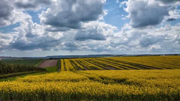 Wallpaper Clouds, Flowers, Sky, Plants, Green, White, Trees, Blue, Yellow, Under, Field, Nature, Slope