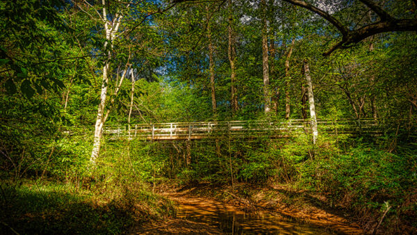 Wallpaper During, Green, Bridge, Water, Trees, Wood, Daytime, Above, Background, Nature, Between, Forest