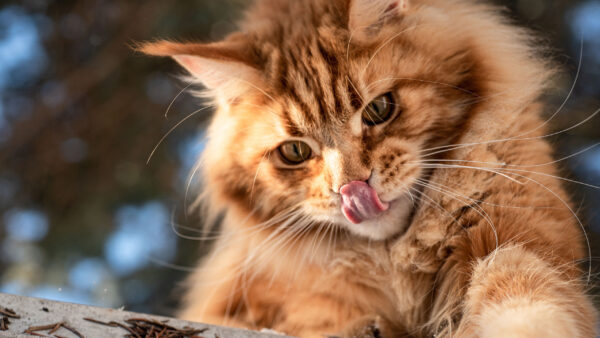 Wallpaper Black, Brown, Background, Bokeh, Funny, Expression, Blur, Cat