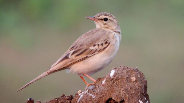 Wallpaper Birds, Blur, Brown, White, Light, Bird, Background, Standing, Sand