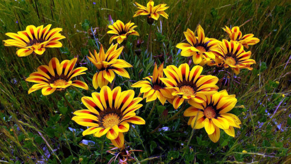 Wallpaper Yellow, View, Closeup, Flowers, Gazania