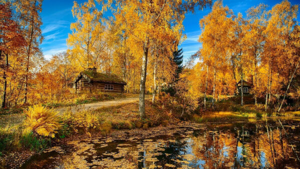 Wallpaper Leaves, Plants, Autumn, White, Blue, Lake, Bushes, Yellow, Clouds, Under, Green, Trees, Desktop, Sky, Reflection