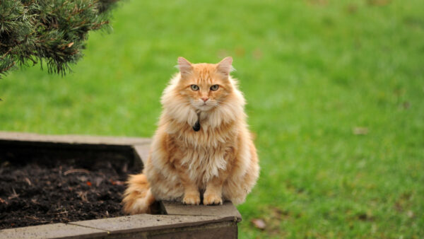 Wallpaper Cute, Light, Cat, Green, Fur, Brown, Stone, Background, Field, Grass, Sitting