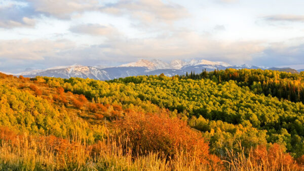 Wallpaper Orange, Forest, Green, Leaves, View, Mountains, Daytime, Trees, During, Autumn, Landscape