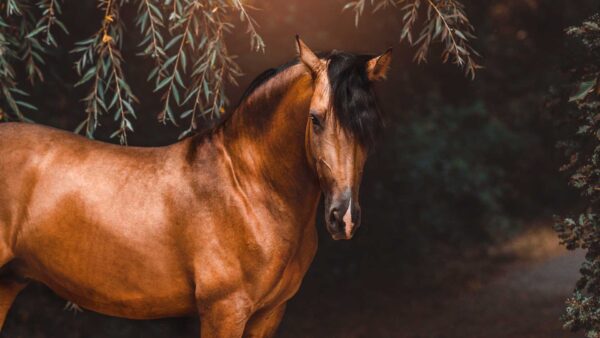 Wallpaper Background, Dark, Brown, Standing, Horse