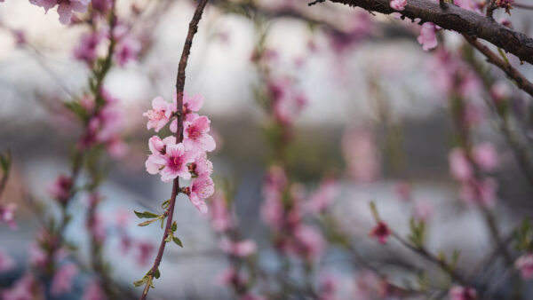 Wallpaper Petals, Pink, Flowers, Tree, Peach, Desktop, Background, Leaves, Mobile, Branches, Blur