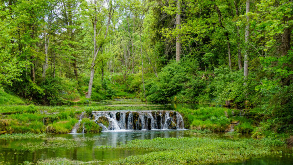 Wallpaper The, Greenery, River, Covered, Nature, Waterfall, Desktop, Pouring, Plants, Mobile, Forest