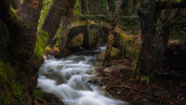 Wallpaper Trees, Stream, Green, Forest, Mobile, Waterfall, Desktop, Nature, Water, Background, Above, Bridge