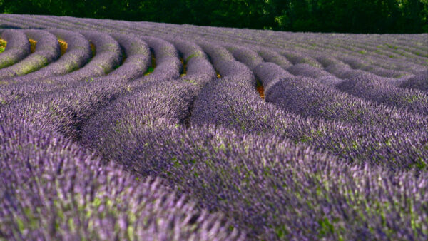 Wallpaper Flowers, Daytime, Field, During, Lavender