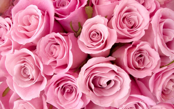 Wallpaper Pink, Roses, Special