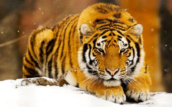 Wallpaper Snow, Tiger, Siberian