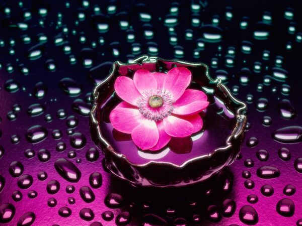 Wallpaper Pink, Flower