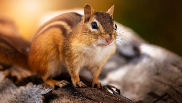 Wallpaper Chipmunk, Background, With, Eastern, Squirrel, Shallow, Desktop, Mobile