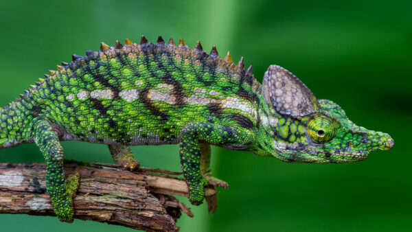 Wallpaper Pc, Images, Animals, Background, Forest, Wallpaper, 4k, Chameleon, Download, Animal, Desktop, Free, Cool