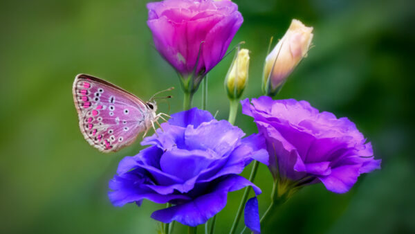 Wallpaper Desktop, Background, Green, Flower, Butterfly, Pink, Blue