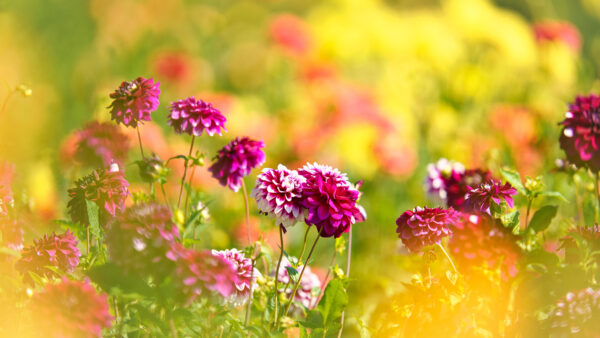 Wallpaper Dahlia, Pink, Flowers, Dark, Purple, Light, Yellow, Red, Plants, Blur, Mobile, Background, Desktop