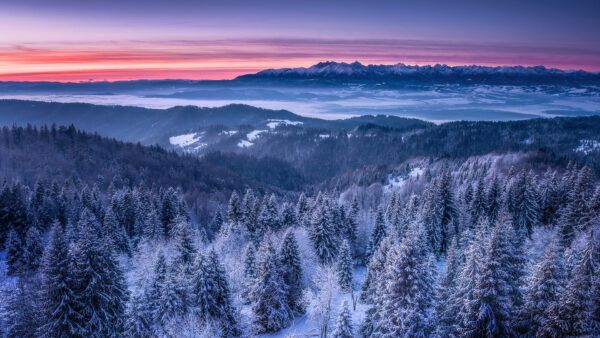 Wallpaper Winter, Desktop, Landscape, View, Covered, Forest, Snow, Deep, Mountain