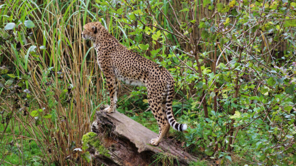 Wallpaper Pc, Desktop, Cool, Leopard, Spots, Cat, Big, Background, Predator, Animals, Wallpaper, 4k, Download, Images, Free