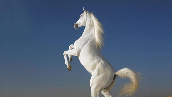 Wallpaper Desktop, Standing, Sky, White, Hind, Legs, With, Background, Blue, Horse