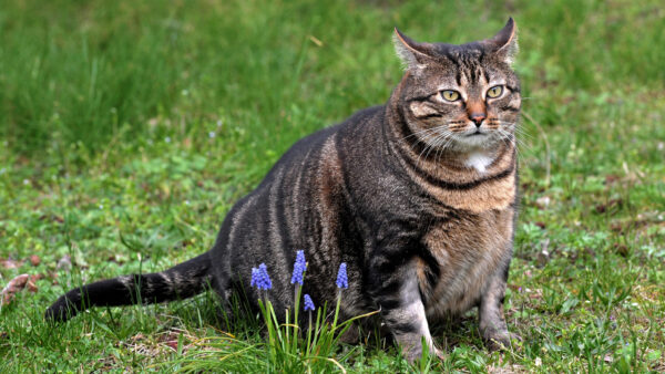Wallpaper Mobile, Sitting, Cat, Black, Desktop, And, Brown, Field, Grass