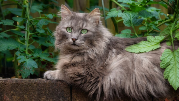 Wallpaper Eyes, Plants, Brown, With, Mobile, Sitting, Desktop, Near, Green, Cat