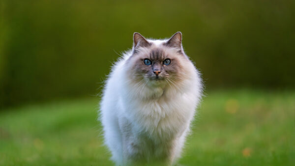 Wallpaper Brown, White, Background, Green, Desktop, Face, Cat, Blue, Eyes, Blur