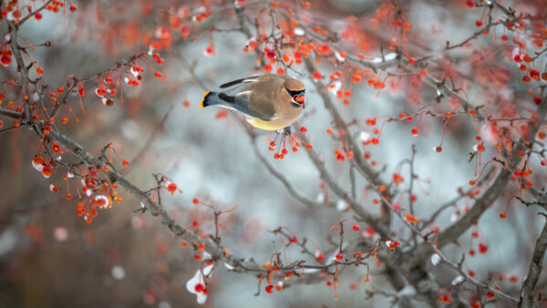 Wallpaper Bird, Chubby, Branch, Birds, Desktop, Waxwing, Berry, Brown, Ash