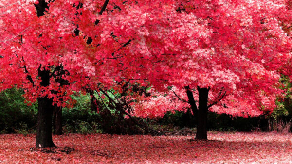 Wallpaper Red, Forest, Trees, Autumn, Desktop, Blossom, Nature