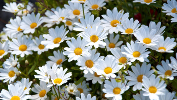 Wallpaper Leaves, Chrysanthemum, Flowers, With, White