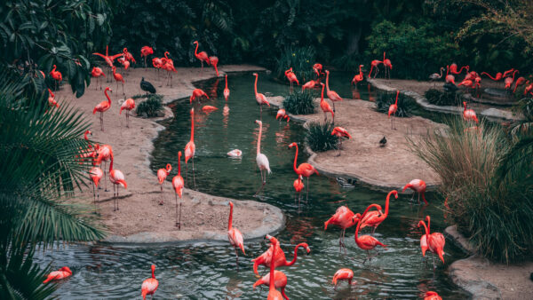 Wallpaper Pond, Desktop, Water, Red, Flamingos, Birds