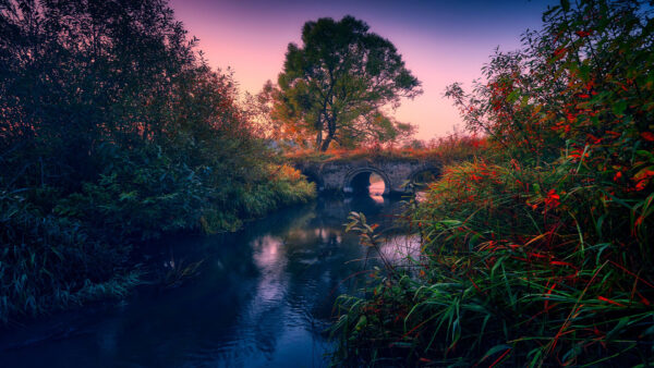 Wallpaper Covered, Water, Between, Bridge, Above, Nature, Trees, Forest, Body, Landscape, View