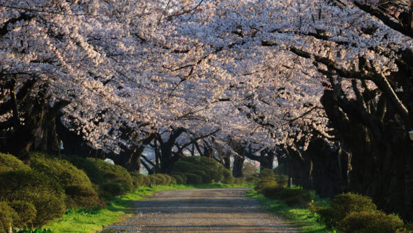 Wallpaper Road, Between, Flowers, Trees, White, Blossom