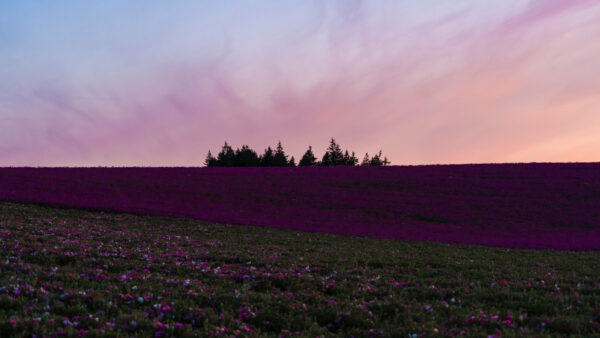 Wallpaper Desktop, Lavender, Flowers, Mobile, Field, Bloom