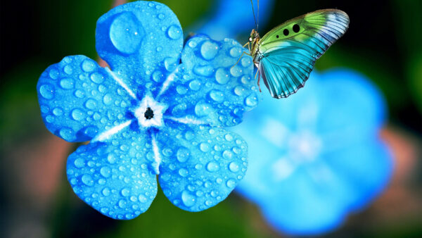 Wallpaper Drops, With, Butterfly, Background, Blue, Dew, Flowers, Myosotis, Water, Blur