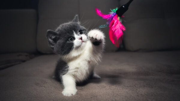 Wallpaper Couch, White, Cat, Sittng, Kitten, Black