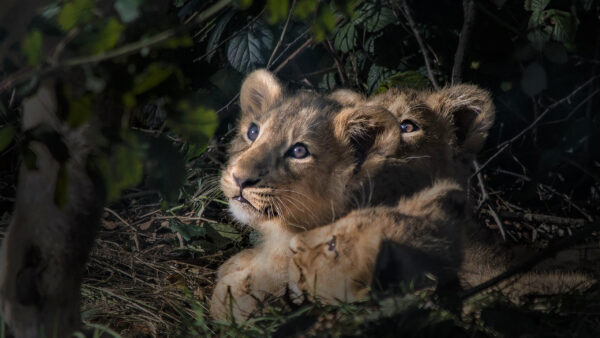 Wallpaper Lions, Lion, Desktop, Cub