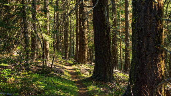 Wallpaper Desktop, Forest, Swamp, Grass, Nature, Mobile, Plants, Path, Trees, Green