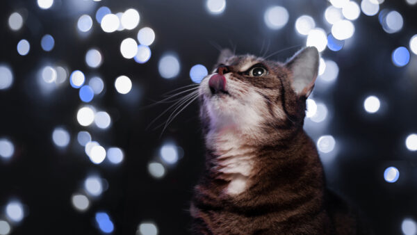 Wallpaper Lights, Sitting, Background, Desktop, Looking, Cat, Black, With, Blue, Mobile, Bokeh, White, Tongue, Out