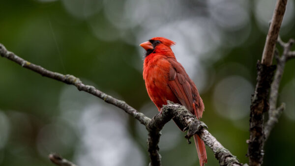 Wallpaper Bird, Standing, White, Cardinal, Birds, Blur, Background, Bokeh, Tree, Stalk, Red
