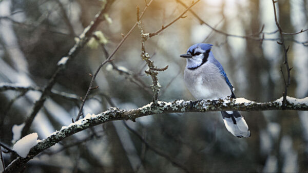 Wallpaper Tree, Blur, Desktop, Branch, White, Jay, Blue, Bird, Background, With, Birds, Standing, Mobile, Snow