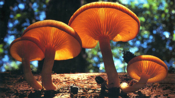 Wallpaper Mushrooms, Trunk, Bokeh, Blur, Tree, Mushroom, Background, Green