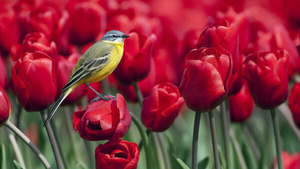 Wallpaper Yellow, Tulips, Black, Desktop, Bird, Flower, Red, Standing, Birds