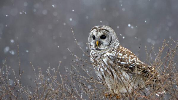 Wallpaper Birds, Background, Blur, Nose, Yellow, Owl, With